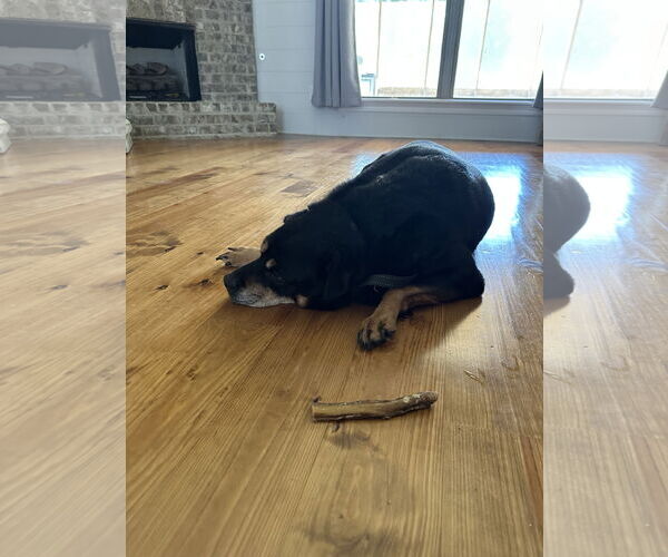 Medium Photo #4 Rottweiler-Unknown Mix Puppy For Sale in White Hall, AR, USA