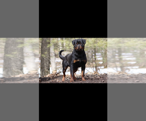Rottweiler Puppy for sale in BALDWIN, MI, USA