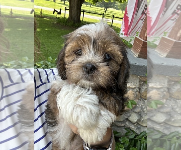 Medium Photo #6 Schweenie Puppy For Sale in BATTLE CREEK, MI, USA