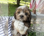 Small #5 Schweenie