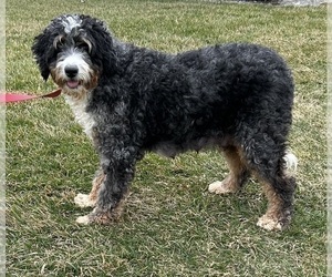Mother of the Bernedoodle (Miniature) puppies born on 06/27/2025