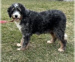 Small Photo #1 Bernedoodle (Miniature) Puppy For Sale in MIDDLEBURY, IN, USA