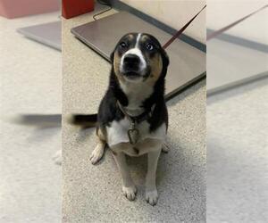 Siberian Husky-Unknown Mix Dogs for adoption in Visalia, CA, USA