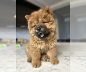 Chow Chow Puppy for sale in SAN JOSE, CA, USA