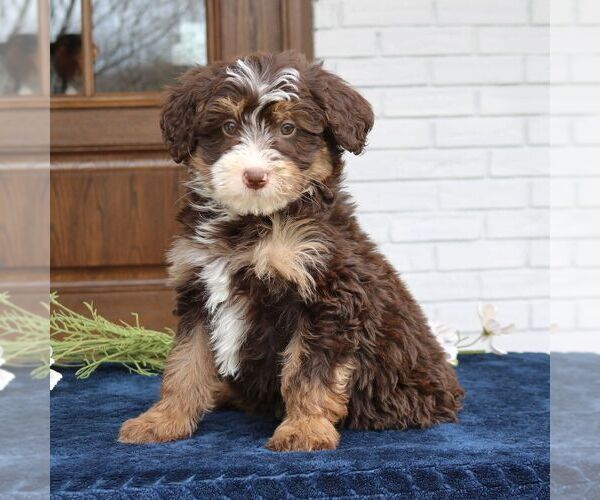 Medium Photo #2 Bernedoodle (Miniature) Puppy For Sale in NARVON, PA, USA