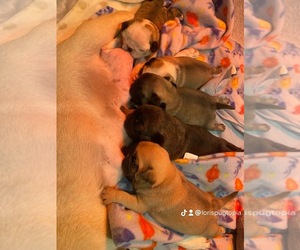 Pug Puppy for sale in CLEARWATER, FL, USA
