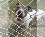 Small Photo #4 American Staffordshire Terrier-Unknown Mix Puppy For Sale in Jackson, MS, USA