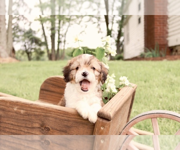 Medium Photo #5 Cavapoo Puppy For Sale in WEST SALEM, OH, USA