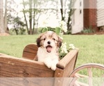 Small #4 Cavapoo