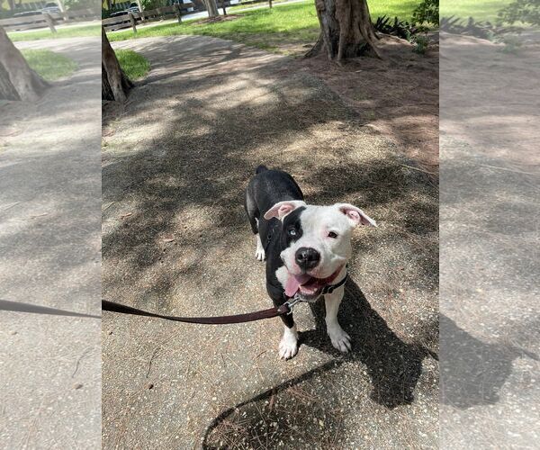 Medium Photo #12 American Bulldog Puppy For Sale in Pompano Beach , FL, USA