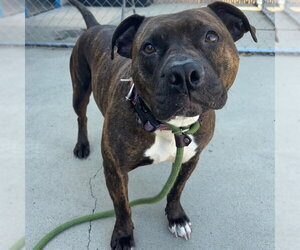 American Pit Bull Terrier-Unknown Mix Dogs for adoption in Palmetto, FL, USA