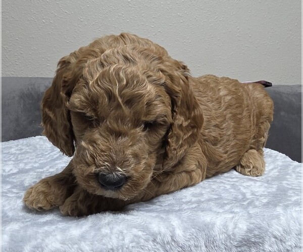 Medium Photo #21 Goldendoodle Puppy For Sale in COLLINSVILLE, IL, USA