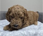 Small Photo #21 Goldendoodle Puppy For Sale in COLLINSVILLE, IL, USA