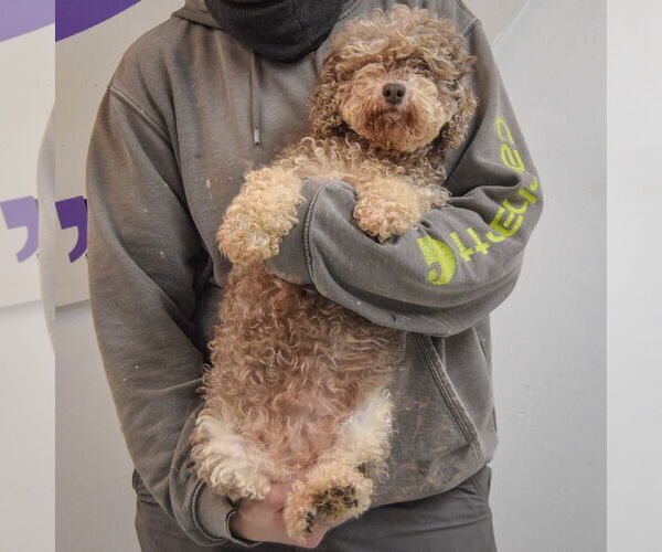 Medium Photo #4 Mutt Puppy For Sale in Huntley, IL, USA