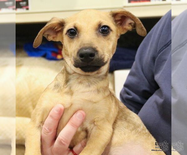 Medium Photo #1 Chihuahua-Unknown Mix Puppy For Sale in Washington, DC, USA