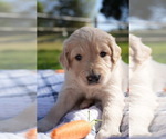 Small #17 Goldendoodle