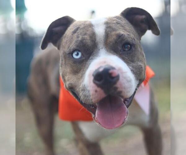 Medium Photo #1 American Staffordshire Terrier-Unknown Mix Puppy For Sale in San Antonio, TX, USA