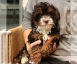 Small Photo #2 Bernedoodle (Miniature) Puppy For Sale in NARVON, PA, USA