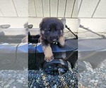 Small Photo #2 German Shepherd Dog Puppy For Sale in LAKE TAPPS, WA, USA