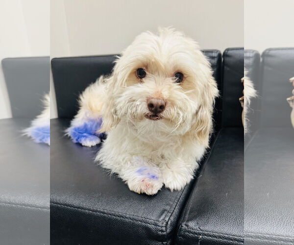 Medium Photo #2 Maltese Puppy For Sale in Marina Del Rey, CA, USA