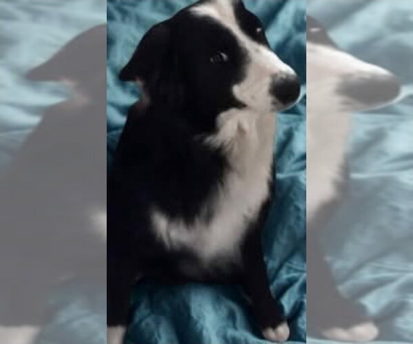 Medium Photo #4 Border Collie-Unknown Mix Puppy For Sale in Lakewood, CO, USA