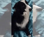 Small #3 Border Collie Mix