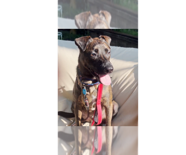 Medium Photo #2 Labrador Retriever-Unknown Mix Puppy For Sale in Greenbelt, MD, USA