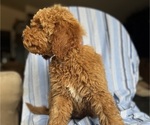 Small #3 Goldendoodle (Miniature)