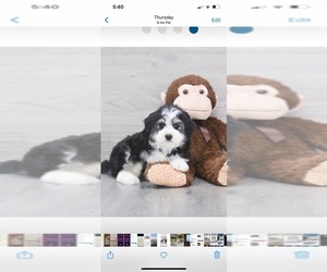 F2 Aussiedoodle Puppy for sale in QUINLAN, TX, USA