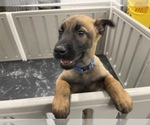 Small Photo #34 Belgian Malinois Puppy For Sale in REESEVILLE, WI, USA