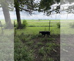 Small #3 Doberman Pinscher