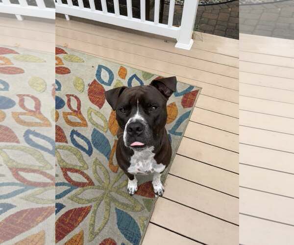 Medium Photo #4 Bullboxer Pit Puppy For Sale in Oakhurst, NJ, USA
