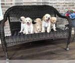Small Photo #1 Goldendoodle Puppy For Sale in PALM BAY, FL, USA