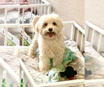 Small Maltipoo (Toy)