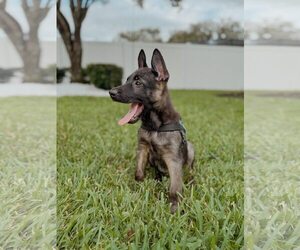 German Shepherd Dog Dogs for adoption in Orlando, FL, USA