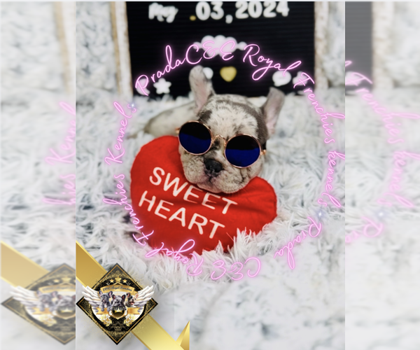 Medium Photo #6 French Bulldog Puppy For Sale in ATHENS, GA, USA