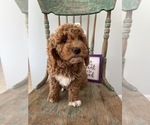 Small Photo #9 Goldendoodle Puppy For Sale in LOUISVILLE, KY, USA