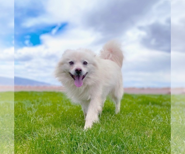 Medium Photo #1 American Eskimo Dog Puppy For Sale in COLORADO SPRINGS, CO, USA