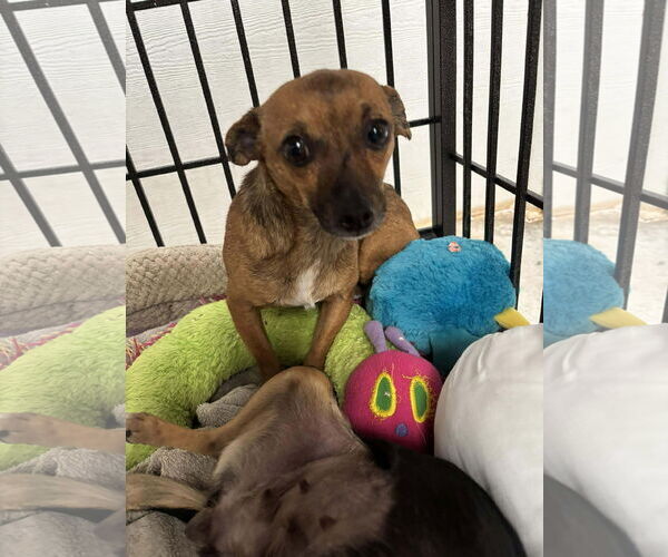 Medium Photo #6 Chihuahua-Unknown Mix Puppy For Sale in Grafton, WI, USA