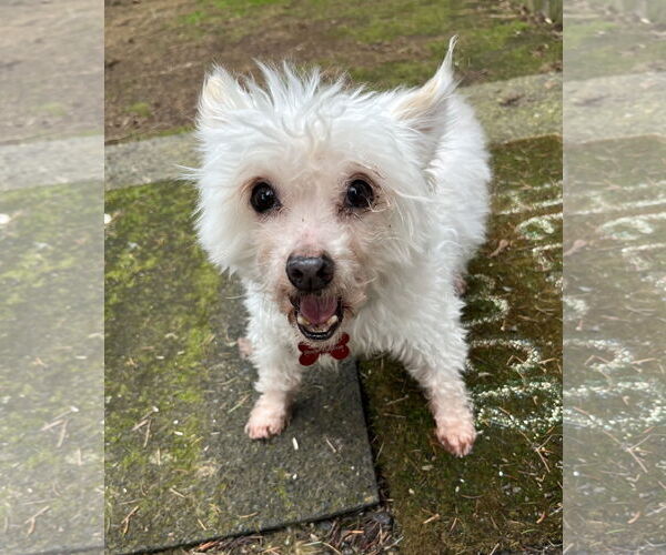 Medium Photo #1 Maltipoo (Toy) Puppy For Sale in Milwaukie, OR, USA