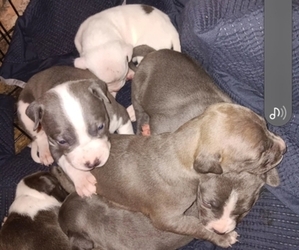 American Pit Bull Terrier Puppy for sale in BAY SAINT LOUIS, MS, USA