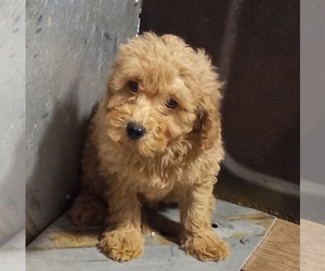 Goldendoodle (Miniature) Puppy for sale in HINCKLEY, MN, USA