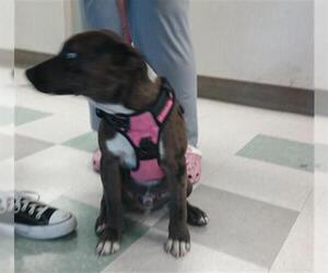 Catahoula Leopard Dog-Unknown Mix Dogs for adoption in Oklahoma City, OK, USA