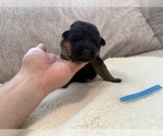Litter of 8 - Male(s) and Female(s) German Shepherd DogLitter of Puppies for Sale - Photo #3