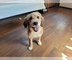 Small Photo #87 Bernedoodle (Miniature) Puppy For Sale in BLACK FOREST, CO, USA