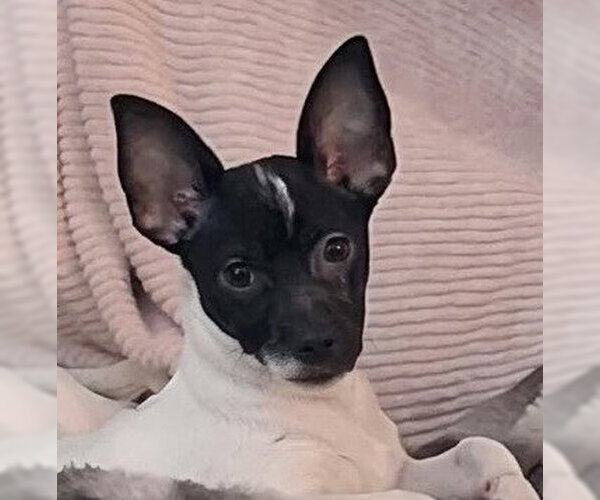 Medium Photo #1 Chihuahua-Unknown Mix Puppy For Sale in Canton, CT, USA