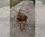 Small #5 Rhodesian Ridgeback Mix