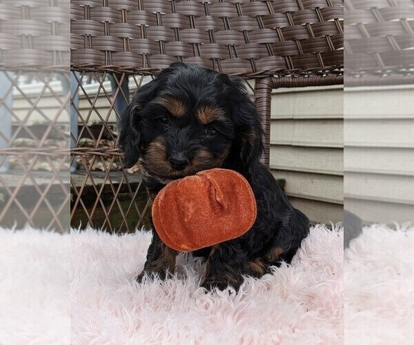 Medium Photo #21 Cock-A-Poo Puppy For Sale in SALEM, MO, USA