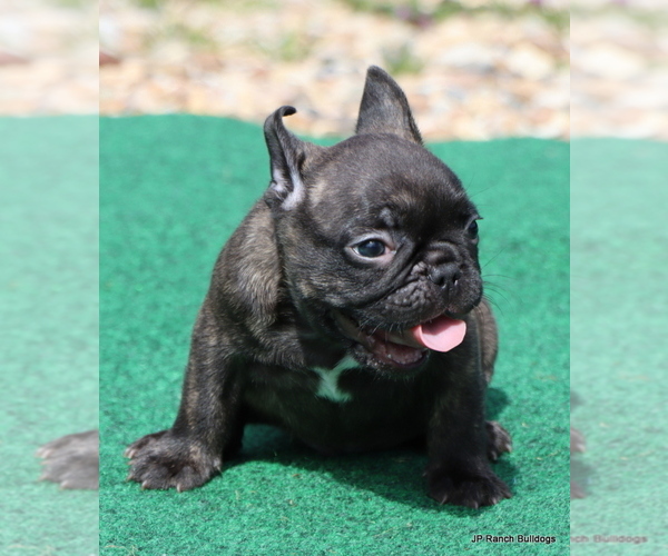 Medium Photo #2 French Bulldog Puppy For Sale in WINNSBORO, TX, USA