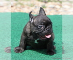 Small #1 French Bulldog